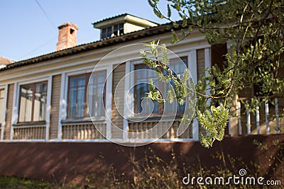 Spring willow branch in the foreground in focus. rear vintage wooden building Stock Photo