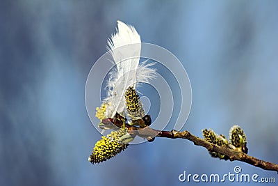 Spring willow buds and white feather of willow grouse Stock Photo