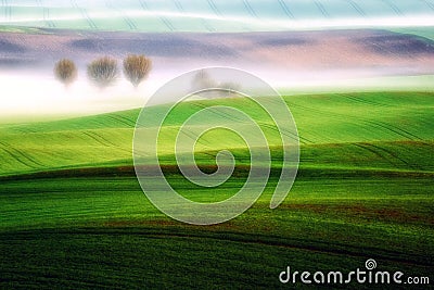 Spring willow among the mists Stock Photo
