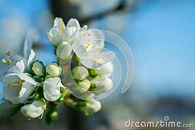 Spring withe flowers on branch. Plum tree Stock Photo