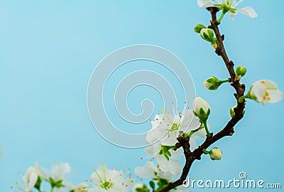 Spring withe flowers on branch. Plum tree Stock Photo