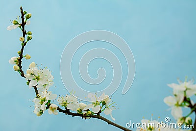 Spring withe flowers on branch. Plum tree Stock Photo