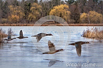 Spring Wood Ducks Stock Photo