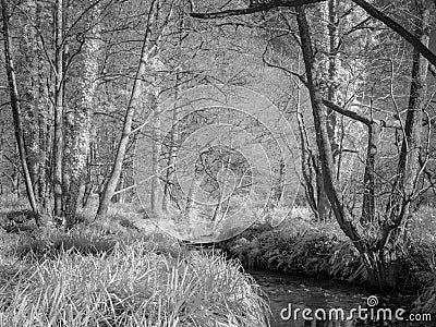Spring woodland, infra red monochrome. Stock Photo