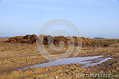 Spring work on the farm. A stack of natural fertilizer which is manure before spreading it in the field Stock Photo