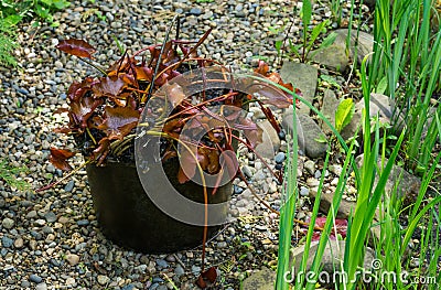 Spring work on transplanting water lily or lotus flower. Water lilies in pots raised from the water on the pond bank. Stock Photo