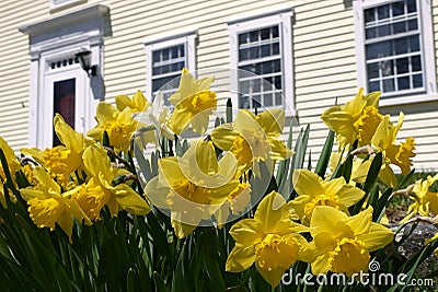 Spring: yellow daffodils in historic garden Stock Photo
