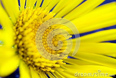 Spring yellow flower Stock Photo