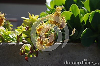 Spring yellow flower in the flower grey pot. Stock Photo