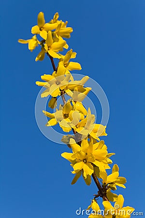 Spring yellow flowers of Common Forsythia in blos Stock Photo