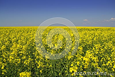 Spring yellow fields against blue sky Stock Photo