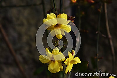 Jasminum mesnyi Stock Photo