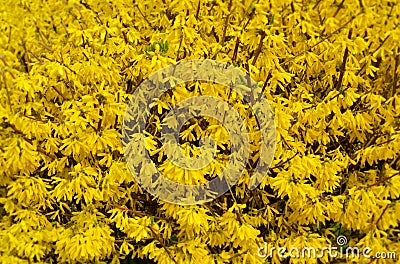Spring. Spring yellow forsythia bushes Stock Photo