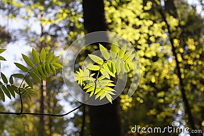 Spring, young green leaves Stock Photo