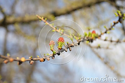 Spring, young green leaves larch Stock Photo