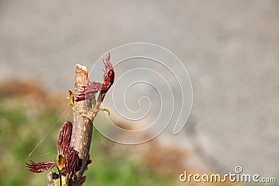Spring young red leaves on a chestnut branch Stock Photo