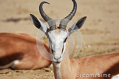 Springbock antelope Antidorcas marsupialis Stock Photo