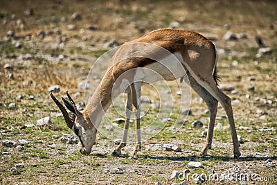 Springbock grazing on the savannah of Namibia. Stock Photo