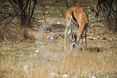 Springbock grazing on the savannah of Namibia. Stock Photo