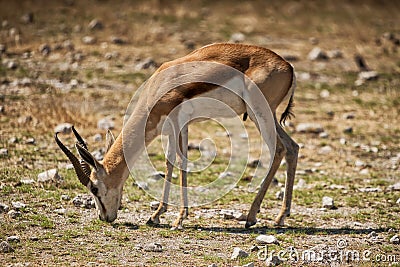 Springbock grazing on the savannah of Namibia. Stock Photo