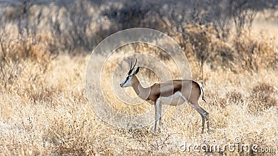 Springbock in the savannah at Etosha national park, Namibia Stock Photo