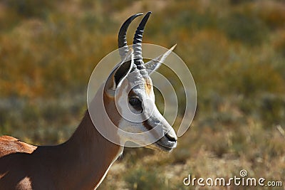 Springbock antelope Antidorcas marsupialis Stock Photo