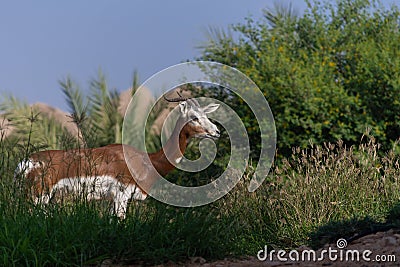 Springbok standing in the grass with a blue sky background. Stock Photo