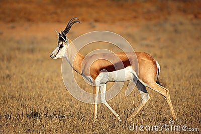 Springbok antelope Stock Photo