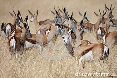 Springbok antelope Antidorcas marsupialis Stock Photo