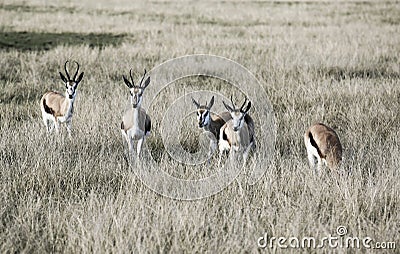Springbok antelope Antidorcas marsupialis in savannah Stock Photo