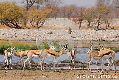 Springbok antelopes Antidorcas marsupialis in natural habitat, Etosha National Park, Namibia Stock Photo