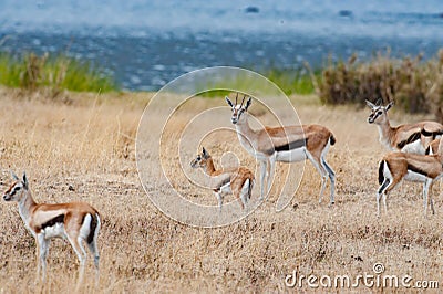 Springbok Antelopes - Antidorcas marsupialis - Springbuck in Africa Stock Photo