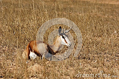 Springbok (Antidorcas marsupialis) Stock Photo