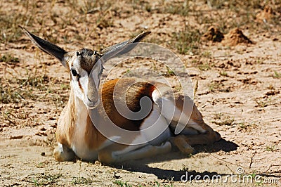 Springbok (Antidorcas marsupialis) Stock Photo