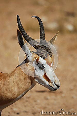 Springbok (Antidorcas marsupialis) Stock Photo