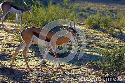 The springbok Antidorcas marsupialis adult male in the desert. Antelope on the sand Stock Photo