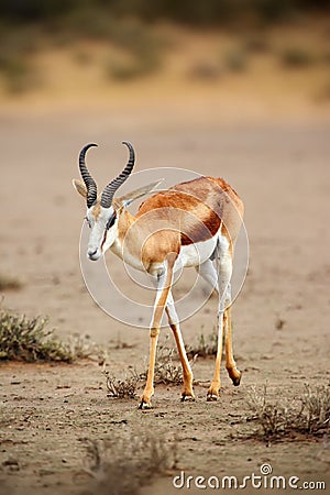 The springbok Antidorcas marsupialis adult male in the desert. Antelope on the sand Stock Photo