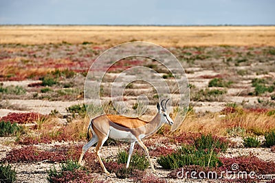 Lonely Springbok Antidorcas marsupialis Stock Photo