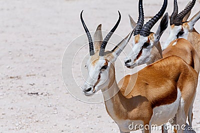 Springbok Antidorcas marsupialis in Etosha, Namibia Stock Photo