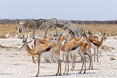 Springbok Antidorcas marsupialis in Etosha, Namibia Stock Photo