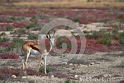 Springbok Antidorcas marsupialis grazing in the savannah Stock Photo