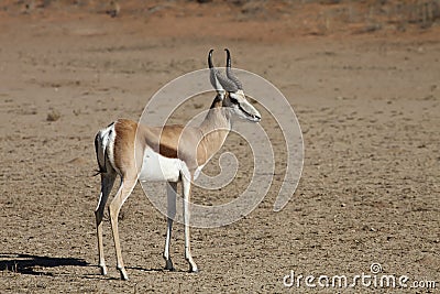 Springbok, Antidorcas marsupialis, Kalahari, South Africa Stock Photo