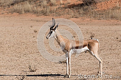 Springbok Antidorcas marsupialis in Kgalagadi Stock Photo