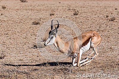 Springbok Antidorcas marsupialis in Kgalagadi Stock Photo