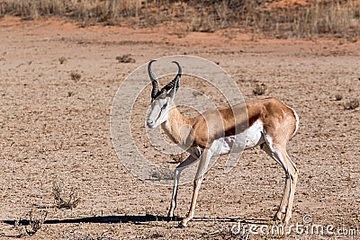 Springbok Antidorcas marsupialis in kgalagadi, South Africa Stock Photo