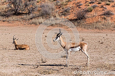 Springbok Antidorcas marsupialis in kgalagadi, South Africa Stock Photo