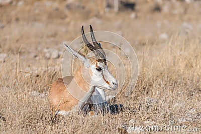 Springbok, Antidorcas marsupialis, laying between grass Stock Photo
