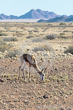 Springbok (Antidorcas marsupialis) in Namibia Stock Photo