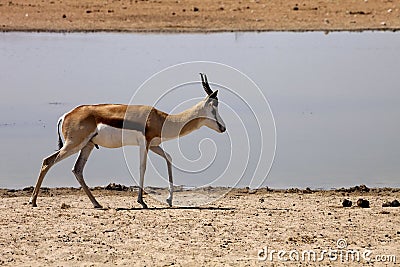 Springbok, Antidorcas marsupialis, in the Namibian bush Stock Photo