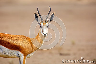 The springbok Antidorcas marsupialis , portrait of the female antelope Stock Photo